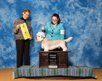 Dandie Dinmont Terriers #5 Sat G3 Blair Caroline Judge Mrs Patricia Hastings
