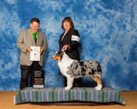 Australian Shepherds #28 Sat OH G4 Jenkins Emma Judge Mr Del Richards
