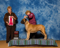 Bullmastiffs #8 Sat G2 Sturiale Paula Agent Sherri Samel Hurst Judge Ms Angela J Porpora