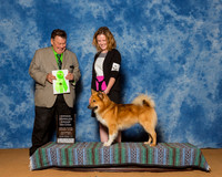 Icelandic Sheepdogs #5 Sat OH G2 Vannini Gabi Judge Mr Del Richards