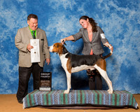 Treeing Walker Coonhounds #5 Sat G4 Turner Marissa Judge Mr Del Richards