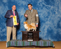 Tibetan Spaniels #20 Sat G3 Sutton Chase Waddell Kathy Judge Mr Gary L Doerge