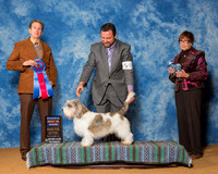 Petits Bassets Griffons Vendeens #9 Sat Duelks Brad Agent Clint Livingston Judge Mr William Devilleneuve