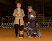 Australian Cattle Dogs #5 Sun BOB Rowland Joyce Judge Mrs Sharon Newcomb