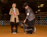 Australian Cattle Dogs #24 Sun BOS Hall Vicki Agent Thomas L Vinson Judge Mrs Sharon Newcomb