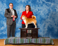 Shiba Inu #5 Sun BOS Maj Niel Jeaneen Judge Mr Robert Eisele
