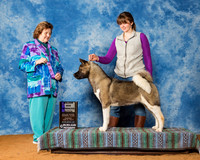 Akitas #10 Sun WB Maj Win Coffey Lisa Judge Mrs Donnelle Richards