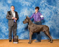 Great Danes #21 Sun RWD Holdren Jennifer Judge Mr Robert Eisele