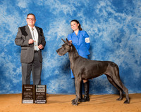 Great Danes #36 Sun Maj SB Mayenschein Michelle Nathan Judge Mr Robert Eisele
