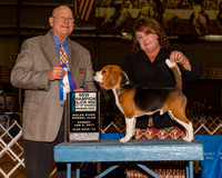 Beagles 13in #5 Maj WD BOW Hipp Billy Judge Mr Gary L Doerge