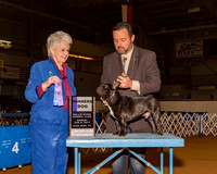 French Bulldogs #45 Sun WD Choi Jae Young Agent Clint Livingston Judge Mrs Ann D Hearn