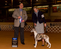 Whippets #15 Sun BOW Bahm Deborah Agent Ashlie Whitmore Judge Mr Gary L Doerge