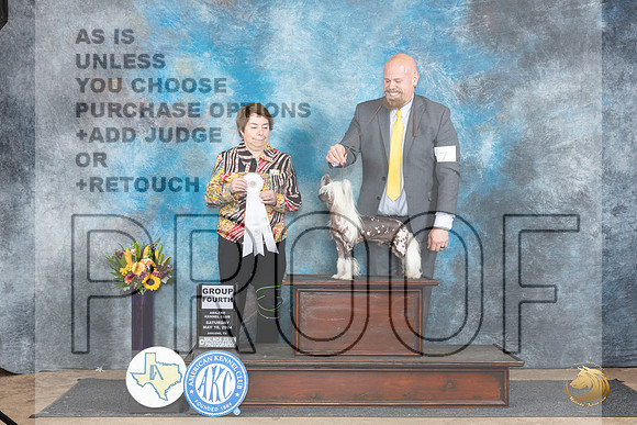 Chinese Crested #7 Sat G4 Judge Edy Dykstra-Blum__JP_9983_Abilene_2024_HR3
