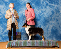 Australian Shepherds #34 Sun RWB Rives Kay Gentzler Sharon Judge Mrs Sharon Newcomb