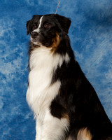 Australian Shepherds #9 Sun Hampton Carol Harvey CUSTOM