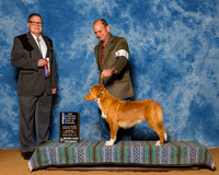Retrievers Nova Scotia Duck Tolling #10 Sun BOW Maj NC Hamilton Celia Max Judge Mr Robert Eisele