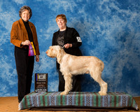 Spinoni Italiani #5 Sun BOB Jackie Spiars J Judge Mrs Karen C Wilson