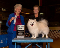 American Eskimo Dogs #23 Sun Maj SD Blackburn Jackie Judge Mrs Ann D Hearn