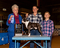 Boston Terriers #15 Sun NC WD BOW Maj Hemsath Suzanne Judge Mrs Ann D Hearn