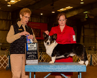 Cardigan Welsh Corgis #5 Sun Maj BOW Capehart Nicole Agent Nicol Jellison Judge Mrs Patricia Hastings