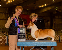 Pembroke Welsh Corgis #23 Sun WD Maj Hurst Sherri Judge Mrs Patricia Hastings