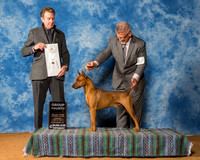 German Pinschers #5 Sun G4 Eastman Jill Judge Mr William DeVilleneuve