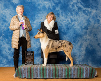 Collies Smooth #19 Sun Maj BOW Lea Bertsch L Judge Mrs Sharon Newcomb