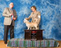 Portuguese Podengo Pequenos #8 Sun Maj BOS Sherry Maclennan S Judge Mr Gary L Doerge