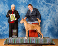 Portuguese Podengos #305 Sun Best in Misc Stenzel Raechel Judge Mrs Melanie D Williams