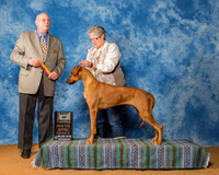 Rhodesian Ridgebacks #14 Sat BOB Kathy A Walkoviak K Judge Mr Gary L Doerge RESHOOT