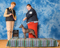American Hairless Terriers #19 Sun BOB NG Stenzel Bonnie Raechel Judge Mrs Patricia Hastings