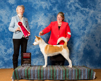 Canaan Dogs #6 Sun G2 Davila R Agent Tiffany knox Judge Mrs Sharon Newcomb