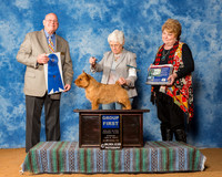 Norwich Terriers #9 Sun G1 Cato Marie Agent Brenda Lee Combs Judge Mr Gary L Doerge