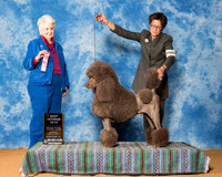 Poodles Standard #9 Sun BV Bradshaw Madelon L Agent Shae Beck Judge Mrs Ann D Hearn