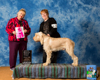 Spinoni Italiani #5 Sun OH G1 Jackie Spiars J Judge Dr Carol White Moser