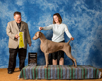 Weimaraners #10 Sun G3 Hilgenbrink Robert Donna Agent Lauren McIlwraith Judge Mr Del Richards