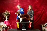 Miniature American Shepherd Sun S1 Reserve Best Michelle Ceal