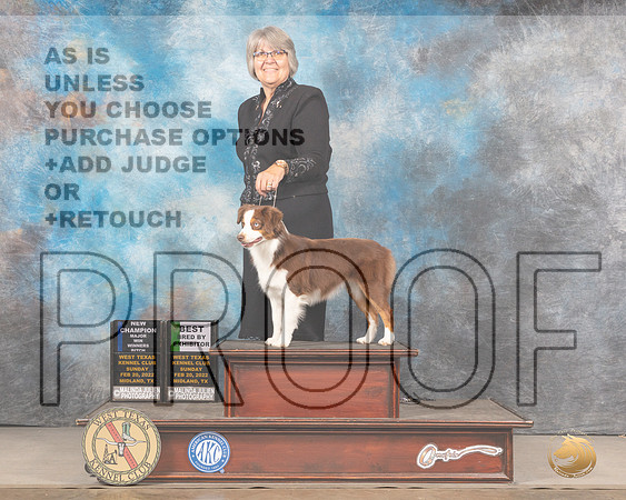 Miniature American Shepherd #8 Sun WB Judge Linda Clark MMJ_5386_Mdlnd2022_HR3