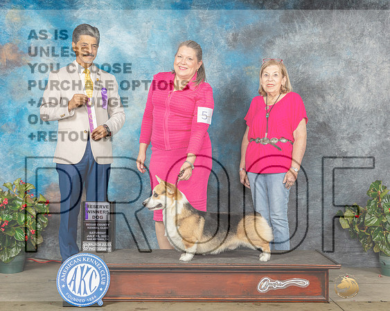 Pembroke Welsh Corgi #5 Sat RWD Judge Dr Antonio Molina-MJP_8770e_HSTN2023-HR3