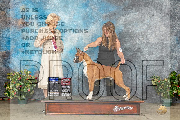 Boxer #11 Sat BOWOHBOB Judge Patti Widick Neale-MJP_9327e_sA2023-HR3