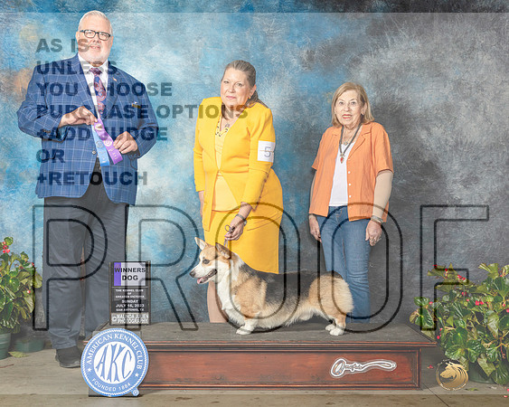 Pembroke Welsh Corgi #5 Sun WD Judge David Kirkland-MJP_9740e_HSTN2023-HR3