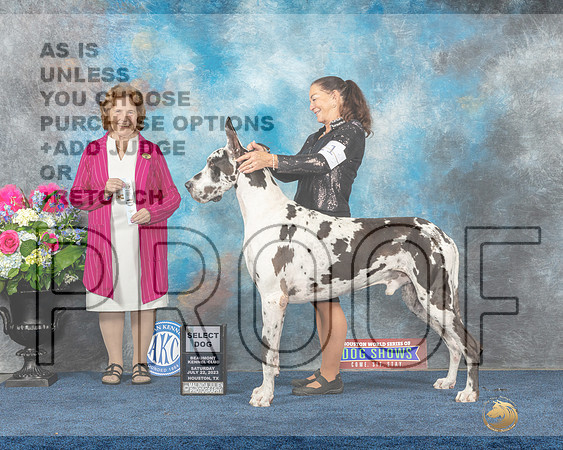 Great Dane #11 Sat SD Judge Donnelle Richards-MJP_5165e_HSTN2023-HR3