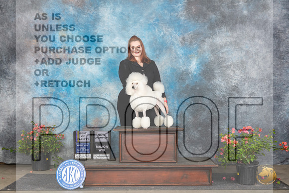 Poodle Miniature #18 Sun BOVMCH Judge Elizabeth ‘Beth’ Sweigart__JP_6390_San Antonio_2024_HR3