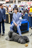 Bouvier Greg Reyna