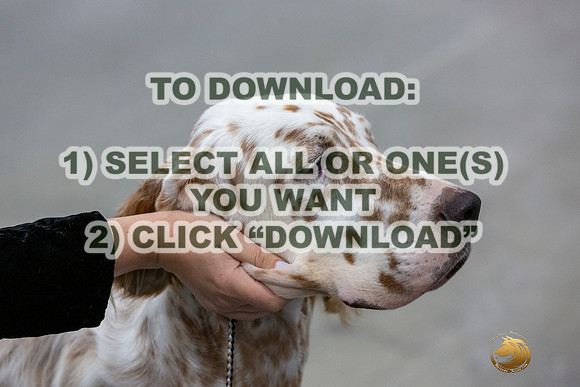 English Setters Ring-JJL_1913_HSTN2023-HR3