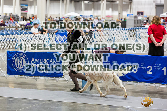 English Setters Ring-JJL_1915_HSTN2023-HR3