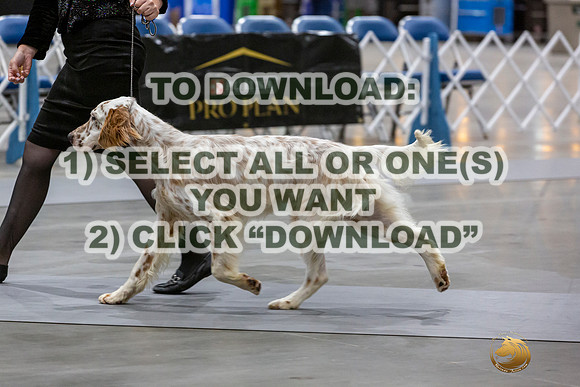 English Setters Ring-JJL_1937_HSTN2023-HR3