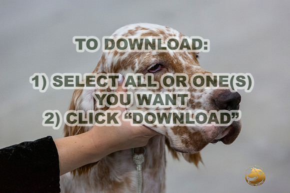 English Setters Ring-JJL_1955_HSTN2023-HR3