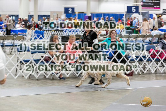 English Setters Ring-JJL_1957_HSTN2023-HR3