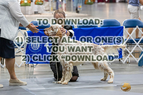 English Setters Ring-JJL_1964_HSTN2023-HR3